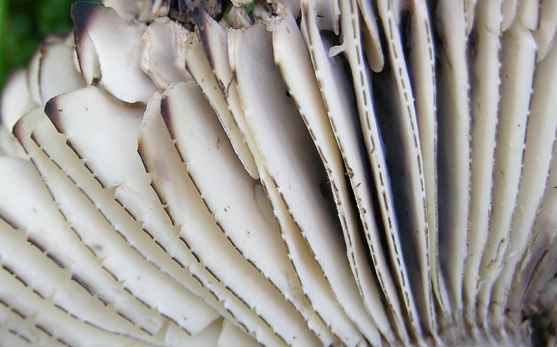 Qualche fungo...(seconda parte)